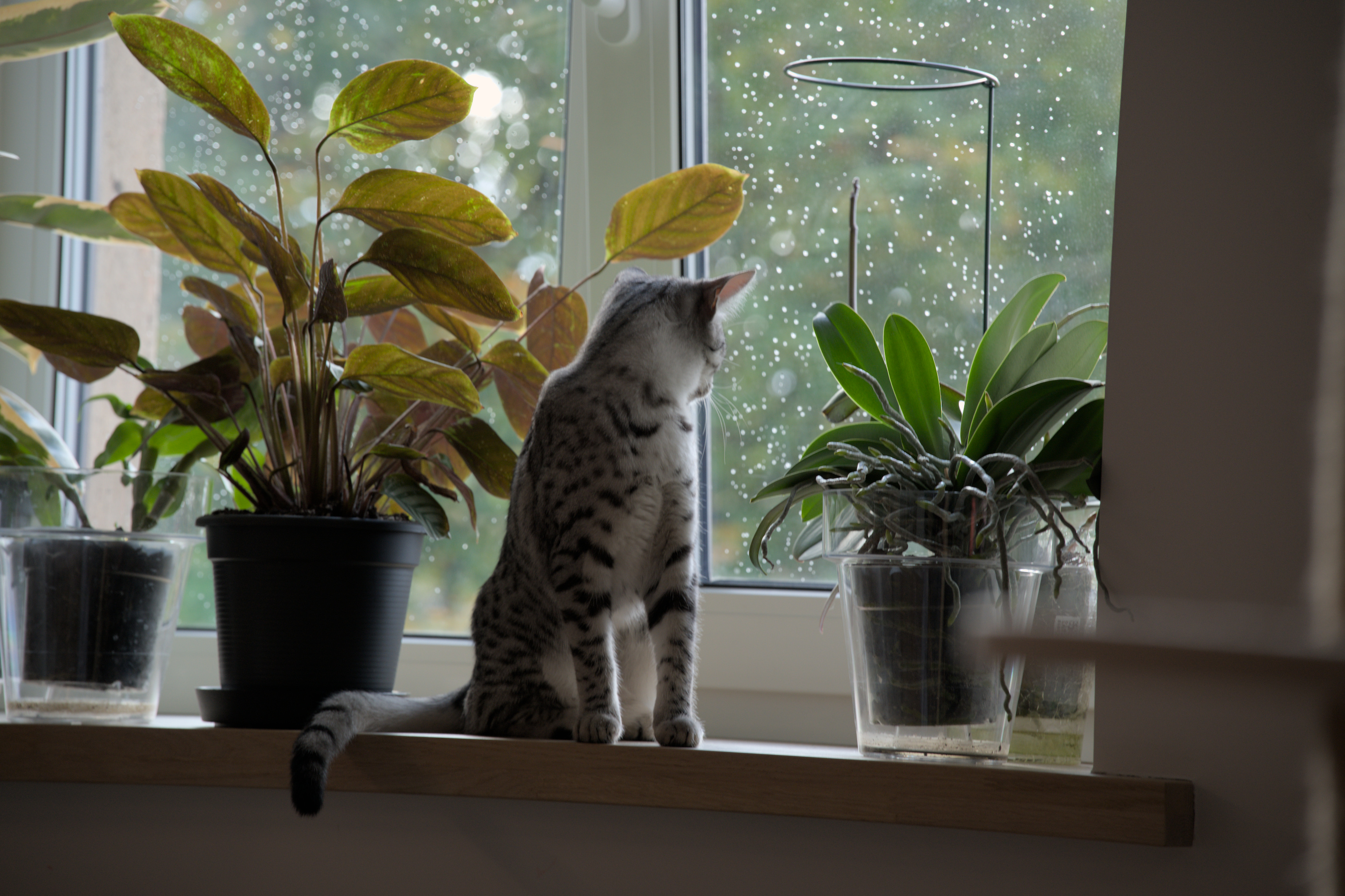 2025/10/12 - cats/DSC_0016.jpg